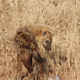 Illustration for article titled Out of Africa. Hyenas.